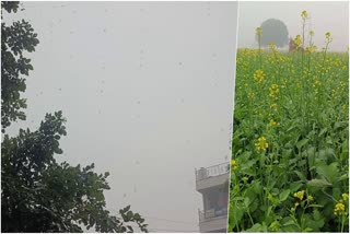 Rain and Cold Wave in Dholpur