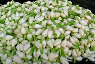 Jasmine Rate in Madurai