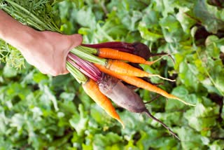 Root Vegetables News