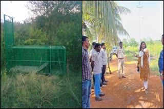 Forest department has started tiger trapping operation