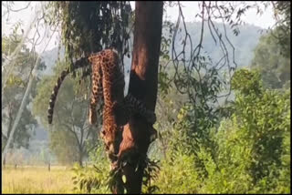 leopard_in_net_and_hangs_from_tree_in_alluri_district