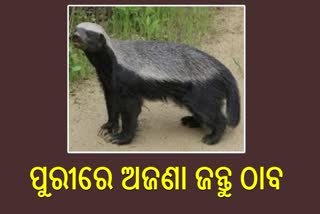 Mysterious animal in Satyabadi area