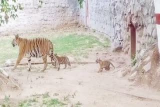 Bandhavgarh Tiger Reserve tigress Kajri