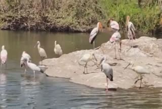 Ranganathittu bird sanctuary