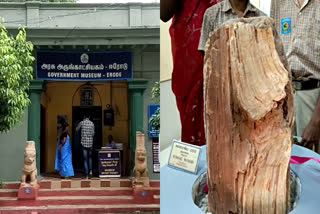 rare fossil wood in erode government museum