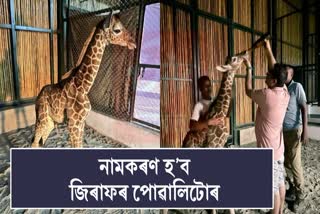 Assam CM announce First giraffe calf