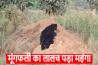 Bear Rescue Operation in Koriya