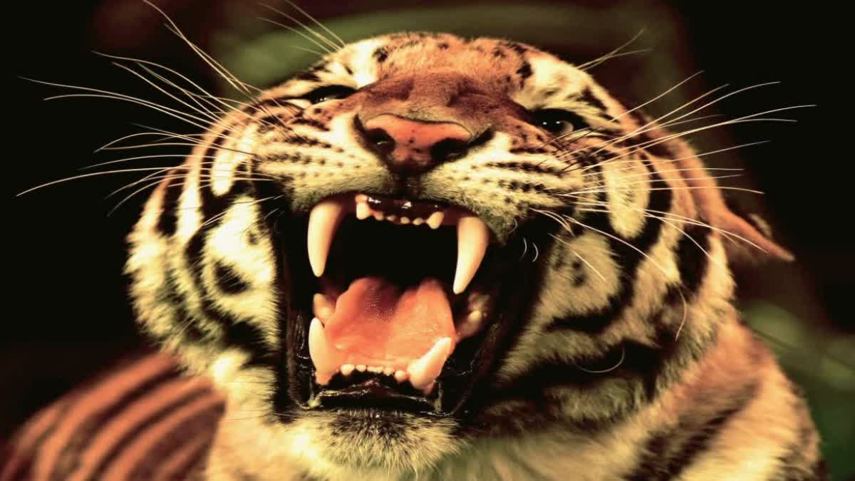 MAN DIED FROM TIGER ATTACK  SEONI PENCH