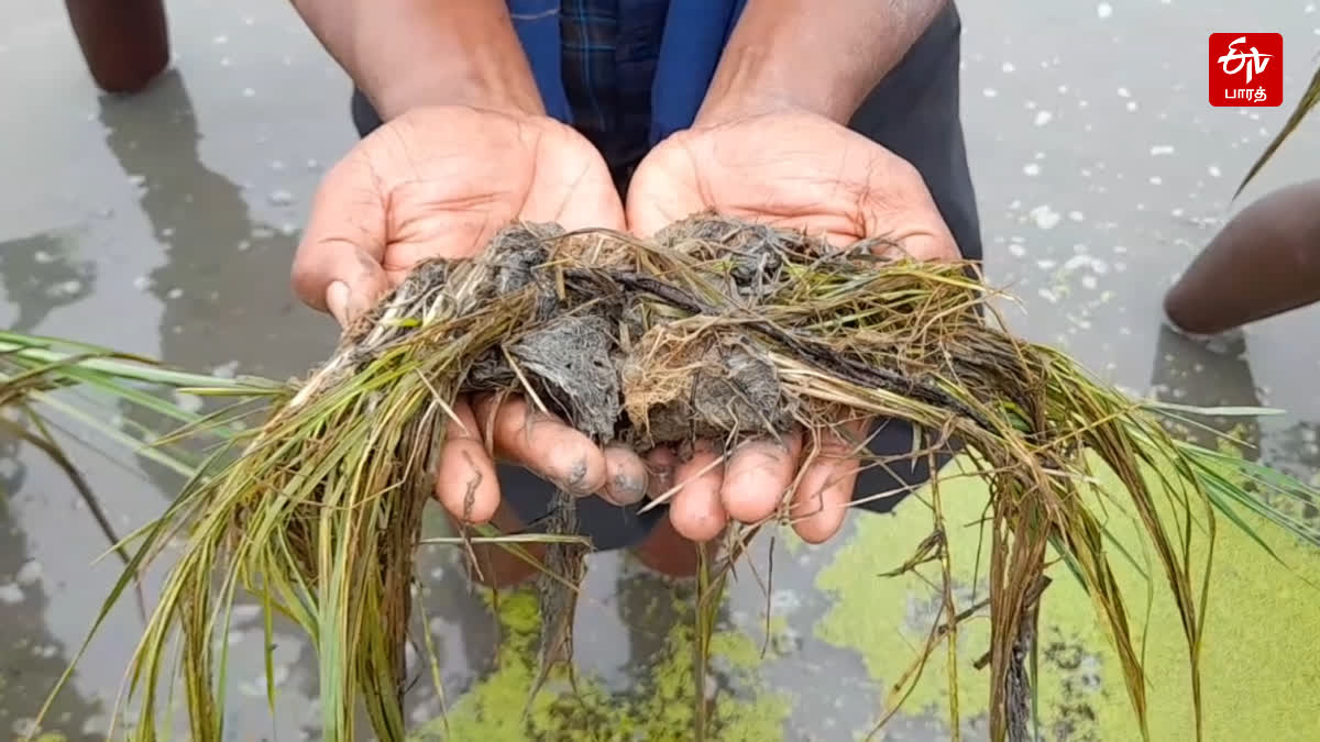 மழை நீரில் மூழ்கி அழுகிய நெற்பயிர்