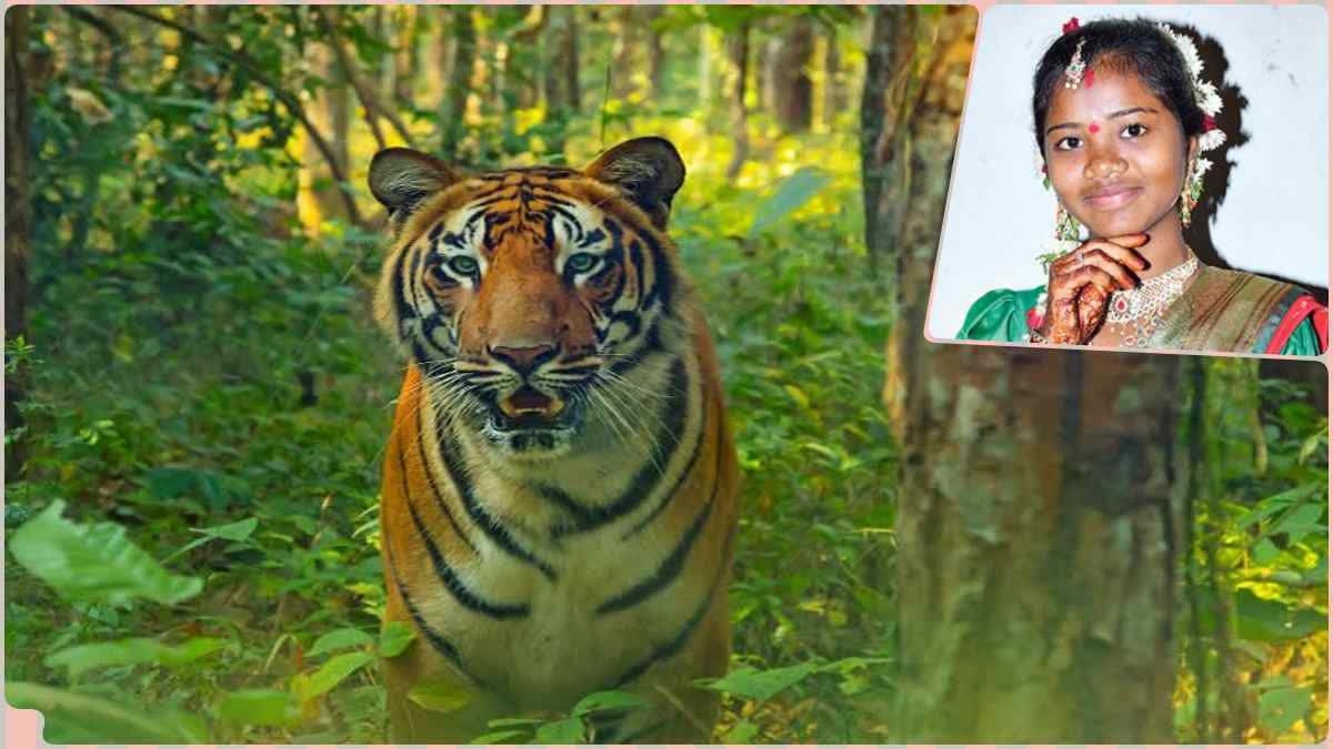 Telangana: Fear Grips Asifabad After Tiger Kills 21-Year-Old Woman