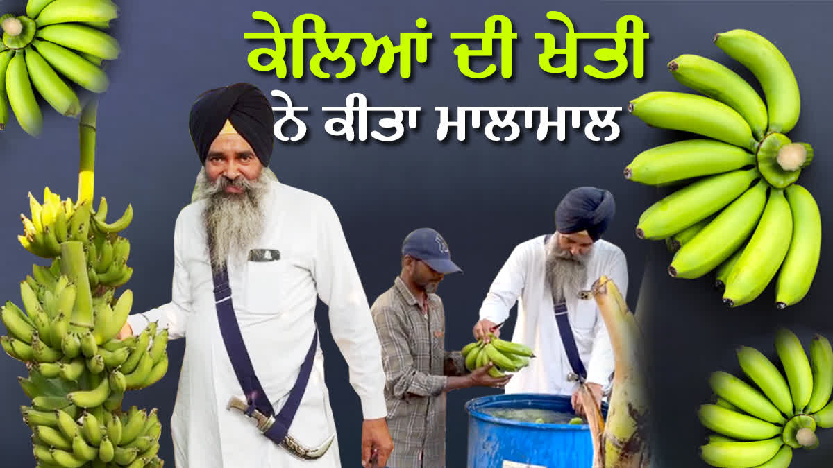 Gurdaspur farmer Satnam Singh earned lakhs of rupees by cultivating banana in three acres of land, setting an example for new farmers