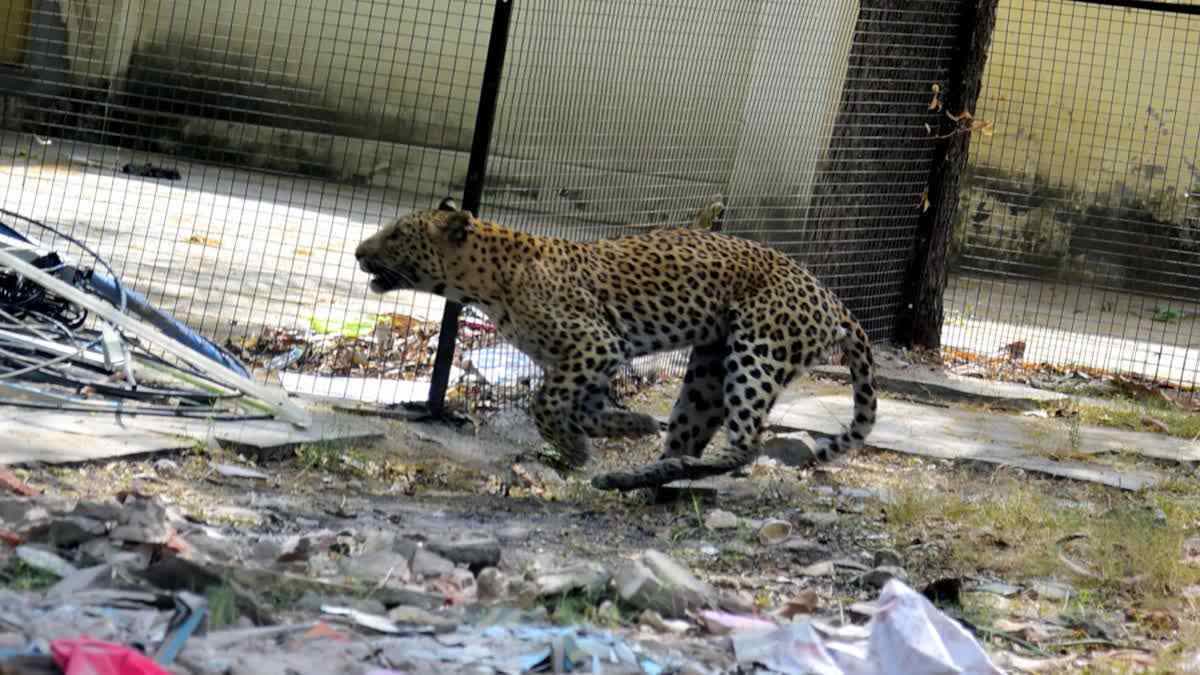 J&K: 'Man-Eater' Leopard On The Loose In Doda, Wildlife Department 'Unmoved'