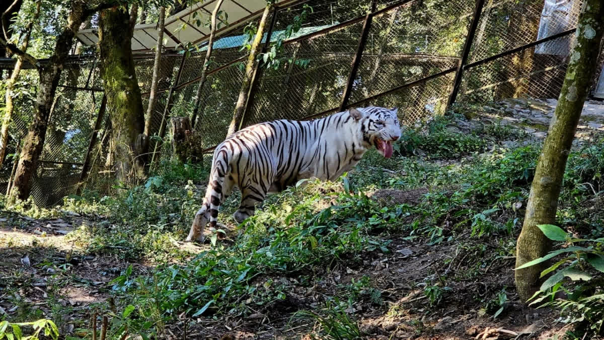 First In India | Siberian And White Tigers To Be Housed In Darjeeling Zoo