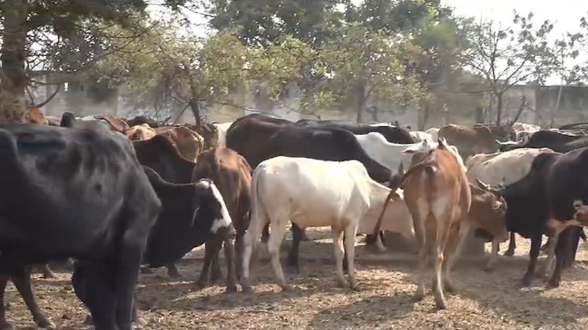 COWS DIED IN DURG GAUTHAN