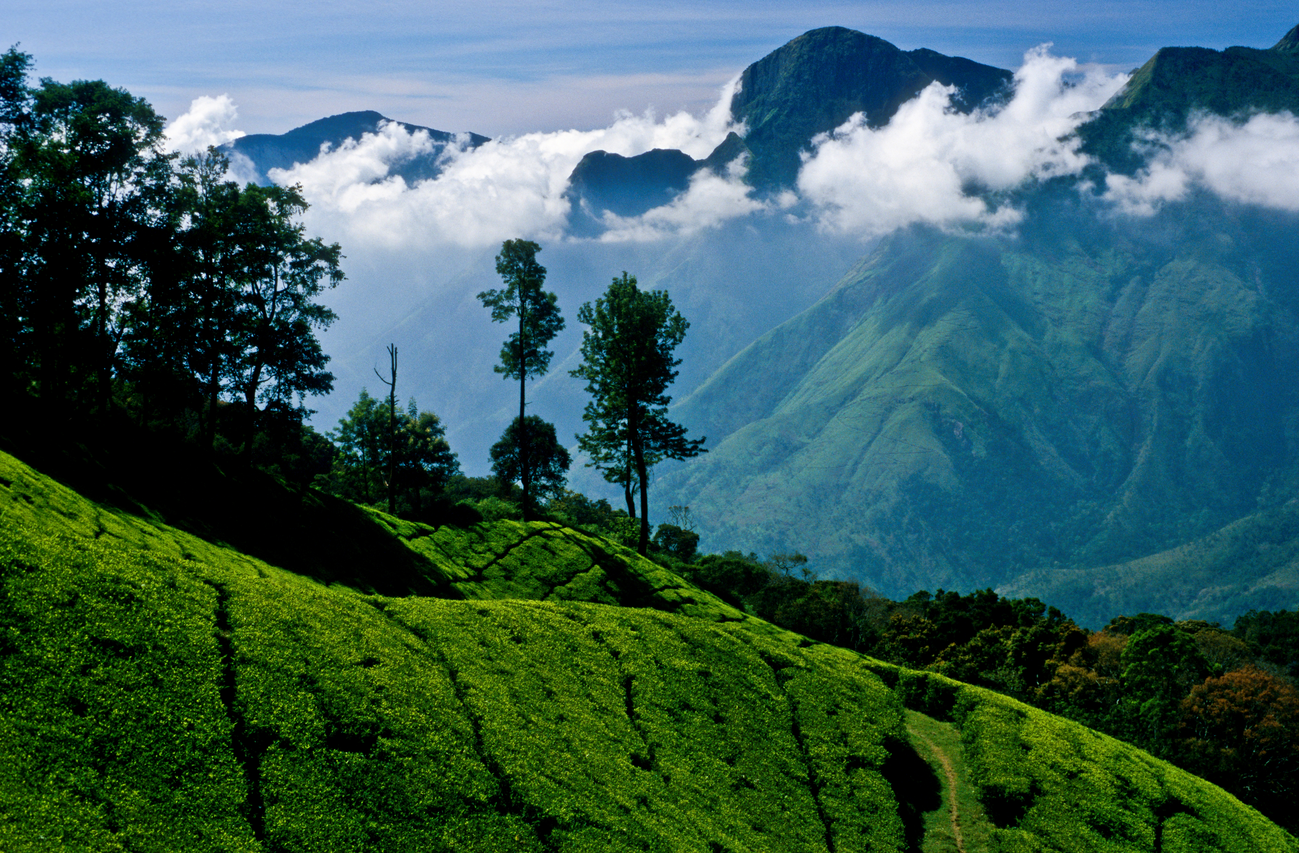 Nilgiri