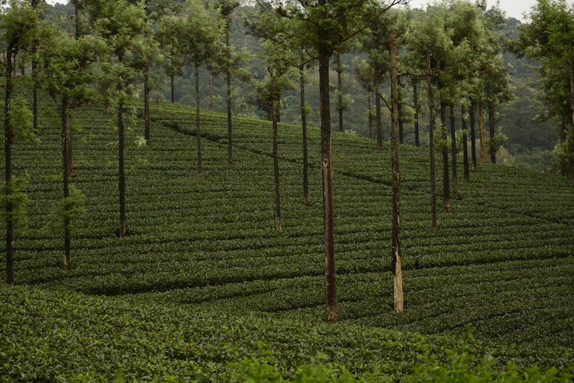 Valparai