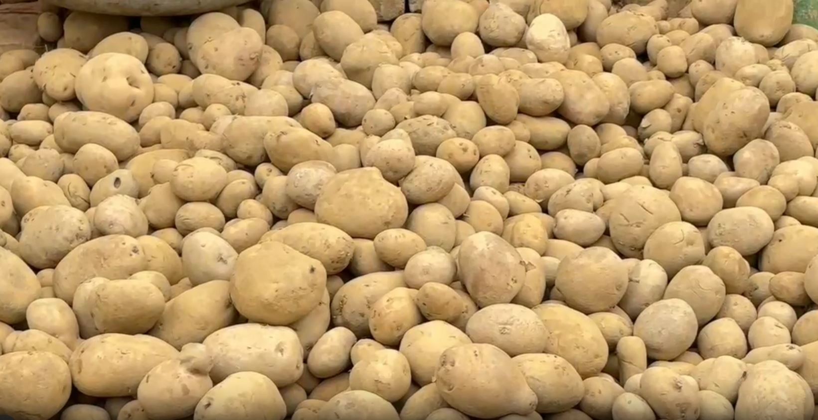 POTATO PRICE RISES IN ODISHA