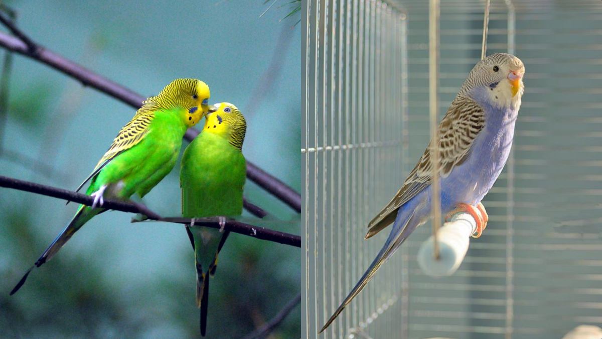 LOVE BIRDS CARING  LOVE BIRDS CARE AND BREEDING  ലവ്‌ ബേര്‍ഡ്‌സ്‌  LOVE BIRDS