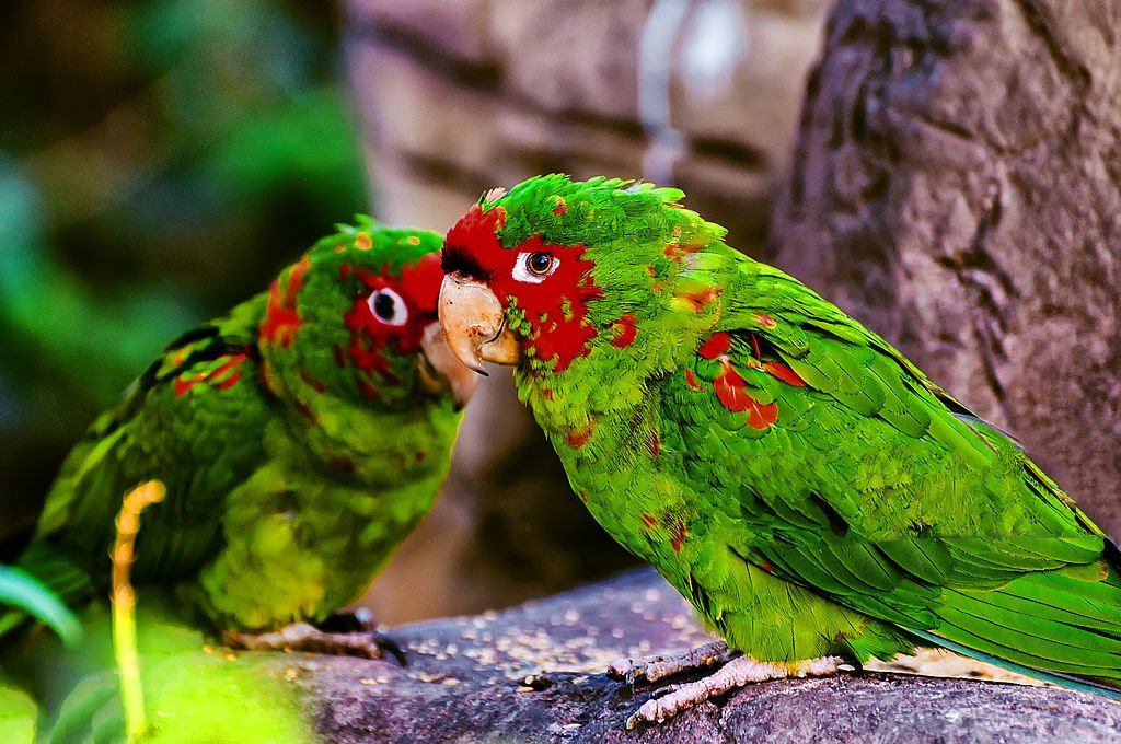 LOVE BIRDS CARING  LOVE BIRDS CARE AND BREEDING  ലവ്‌ ബേര്‍ഡ്‌സ്‌  LOVE BIRDS