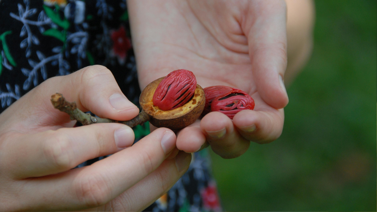 how-javitri ( mace) -and jaipha (Nutmeg) can-help-control-diabetes