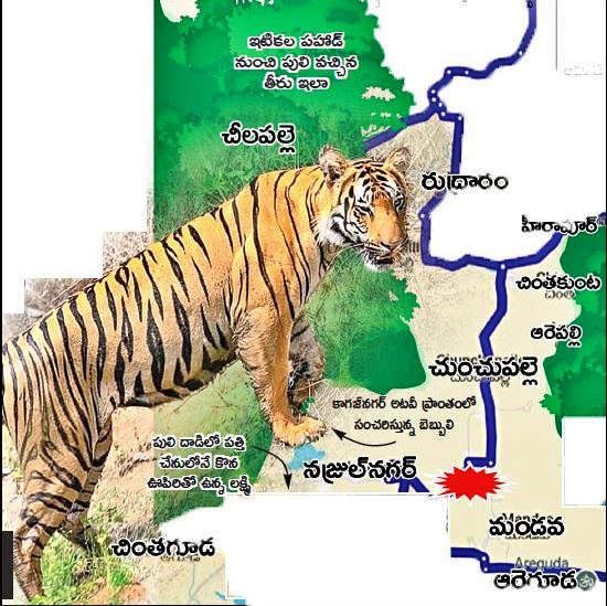 Tiger Attacks in Komaram Bheem District