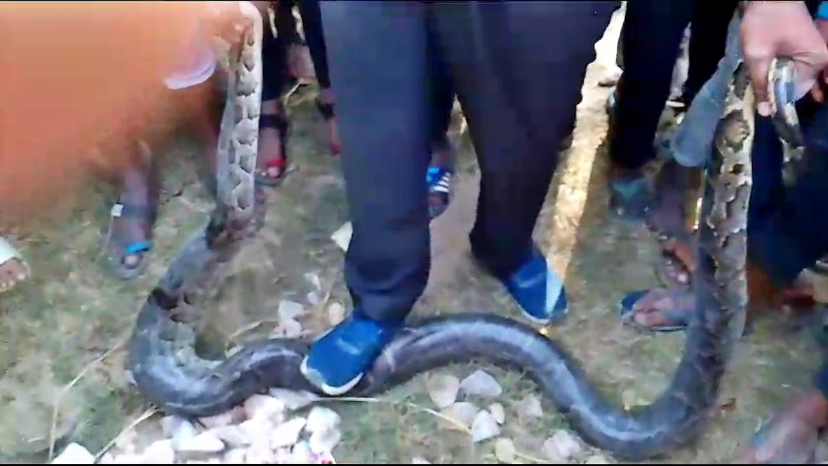 python in Narkatiaganj