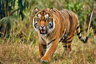 TIGER ATTACK ON FARMER