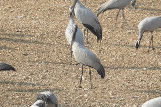 Siberian Birds Find Sanctuary in Kheechan