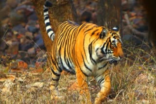 Tiger_Attacks_in_Telangana