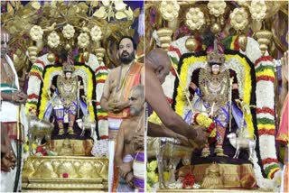 Padmavathi Brahmotsavam kalpavriksha seva