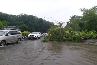 சென்னை கதீட்ரல் சாலையில் சாலையில் முறிந்து விழுந்த மரம்