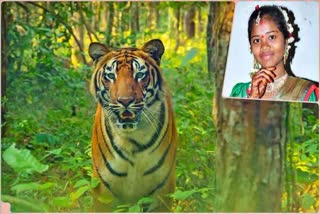 Tiger attack in sirpur kagaznagar of Telangana Panic Spread among locals