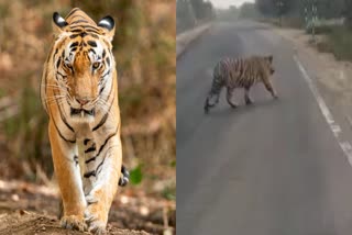 TIGER SEEN CROSSING ROAD