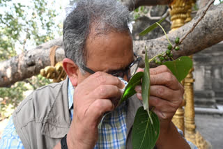 Scientists examined Bodhi Tree