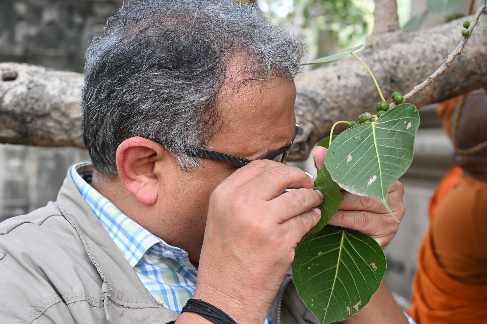 Scientists examined Bodhi Tree