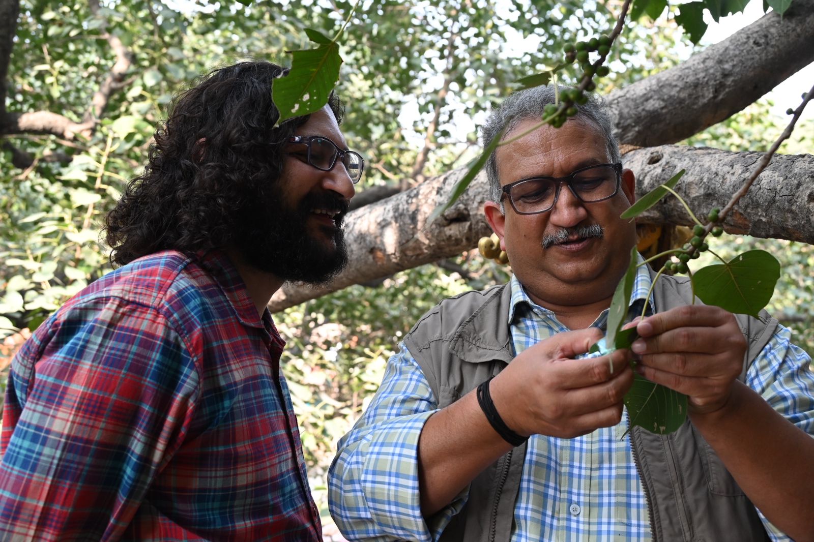 Scientists examined Bodhi Tree