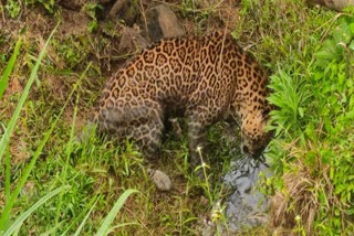 Leopard injured  Chethalayam forest range  പുള്ളിപ്പുലി പരിക്കേറ്റു  ആര്‍ആര്‍ടി സംഘം സ്ഥലത്ത്