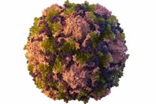 Polioviruses have been detected in the environmental samples