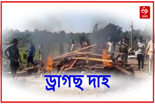 Huge ammount of drug burns at Manja in Diphu