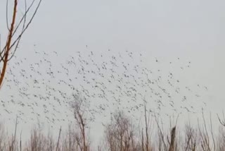 اوڑی واٹر ریزروائر میں مہمان پرندوں کی آمد سیاحوں کی توجہ کا مرکز