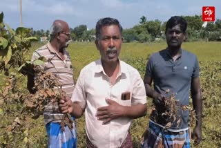 மழையால் பயிர்கள் சேதம் என விவசாயிகள் வேதனை