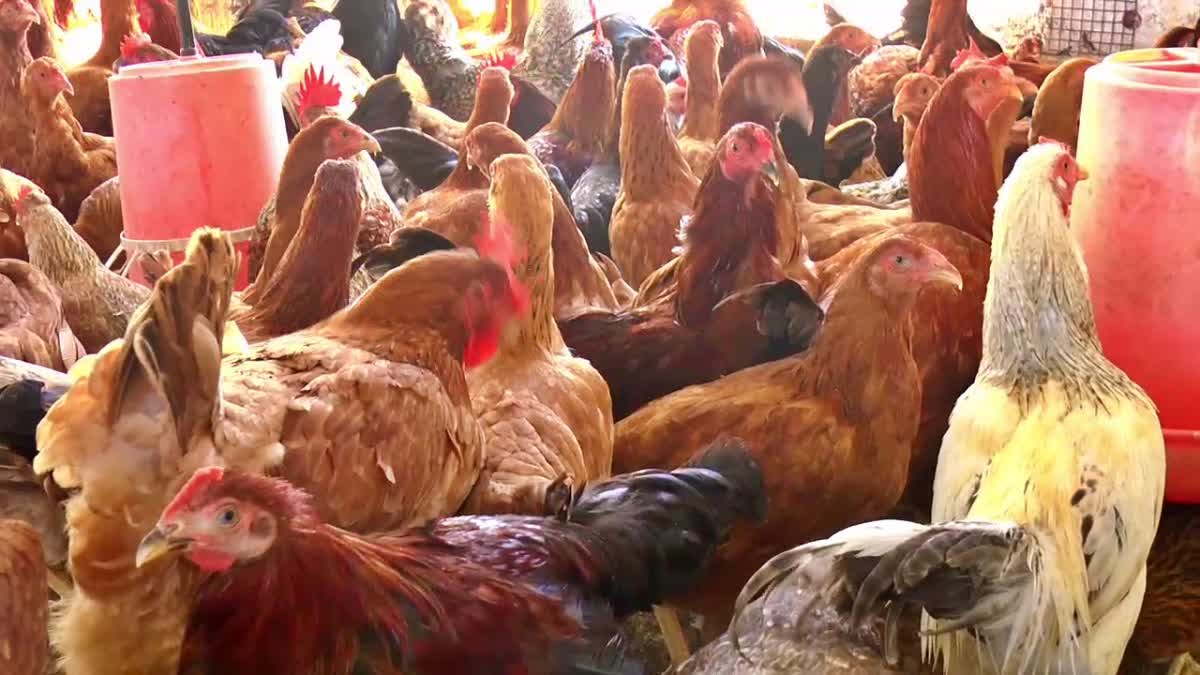 Poultry farming