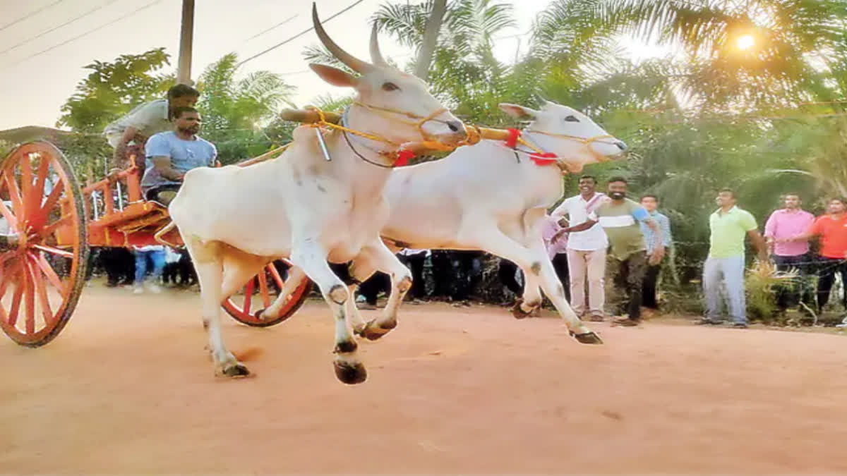 State Level Bullock Cart Competitions in Vadisaleru