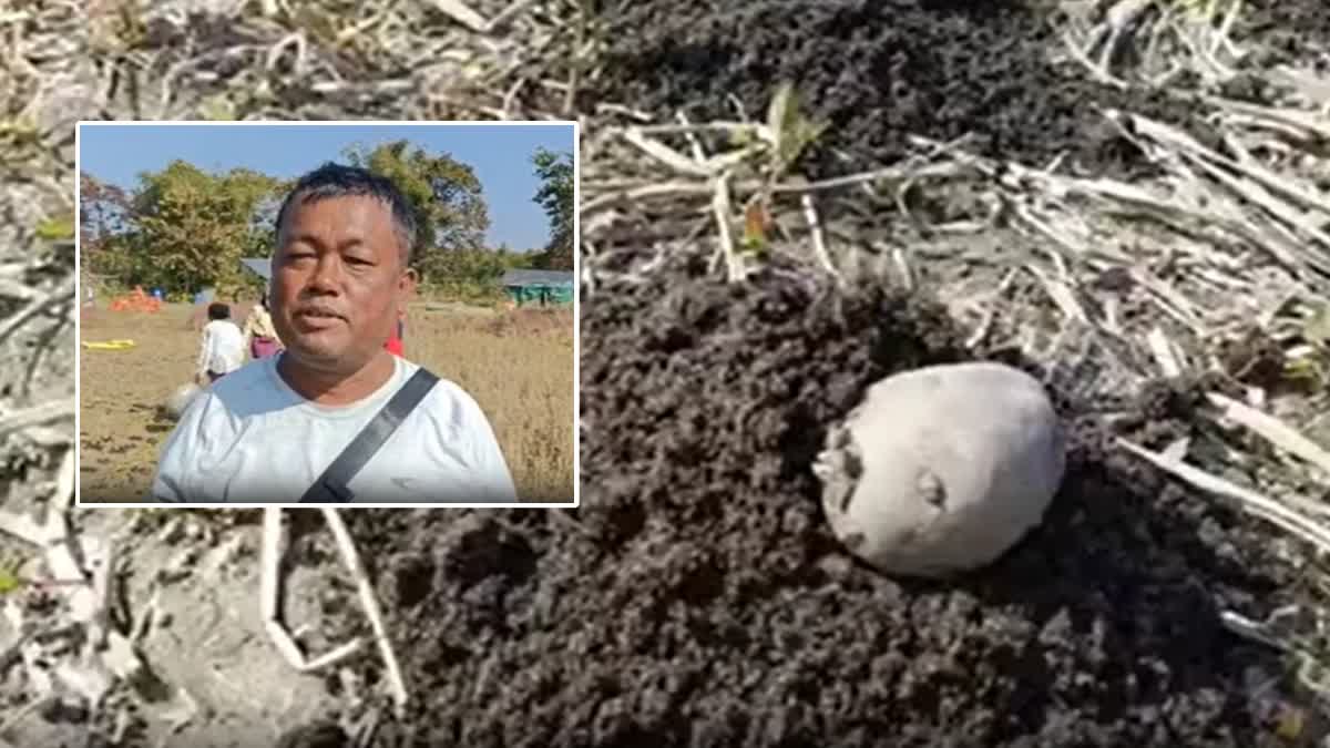 Zero tillage potato cultivation