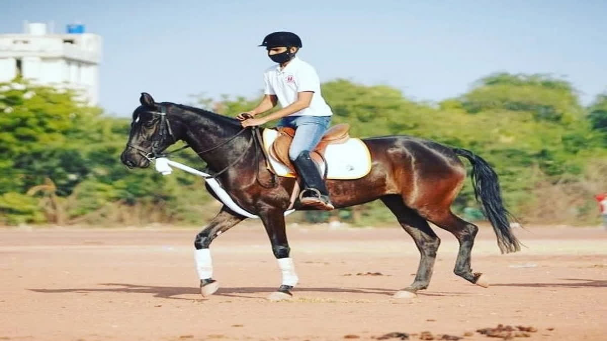 The Marwari horse, a rare breed is considered one of the best in the world. Known for its jot temper, there are hardly any trainers for the horses in the country