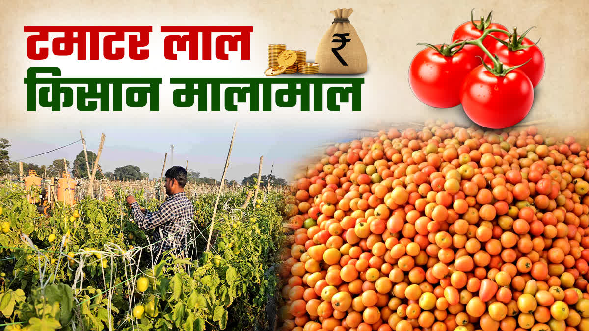 tomato-cultivation-in-hazaribag