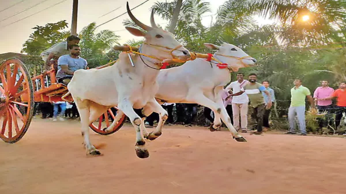 state_level_bullock_cart_competitions_in_east_godavari_district