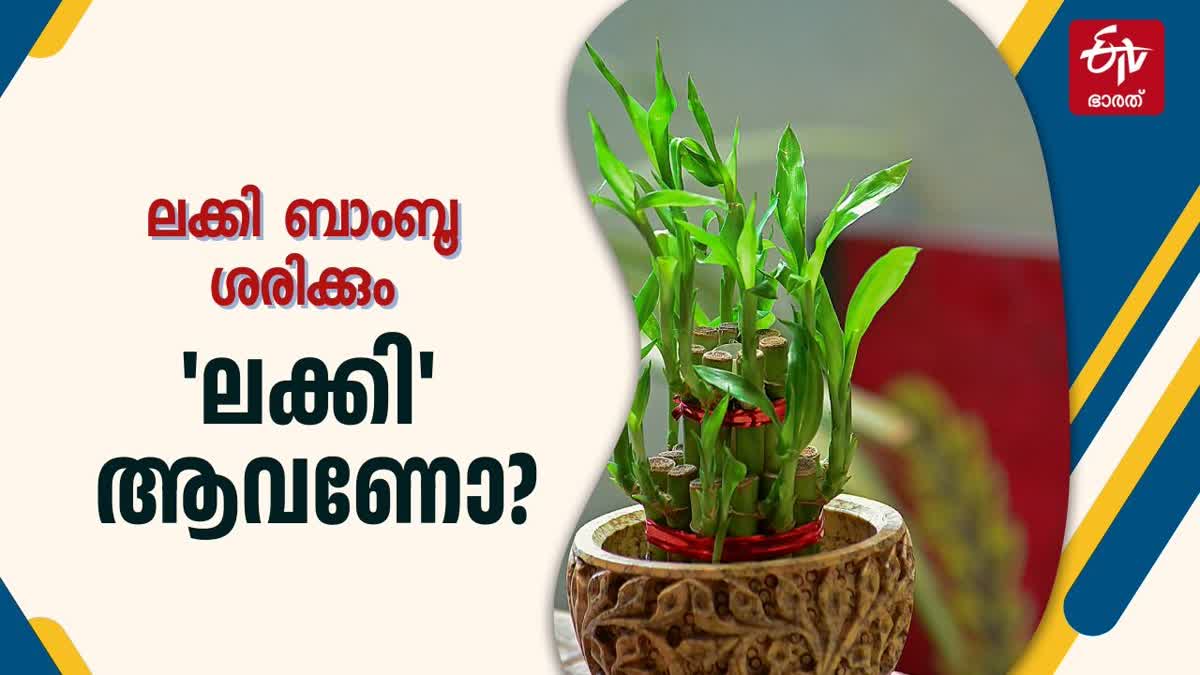 LUCKY BAMBOO BENEFITS  WHAT IS FENG SHUI  ലക്കി ബാംബൂ വളര്‍ത്തല്‍ ടിപ്‌സ്  LUCKY BAMBOO BENEFITS IN BEDROOM