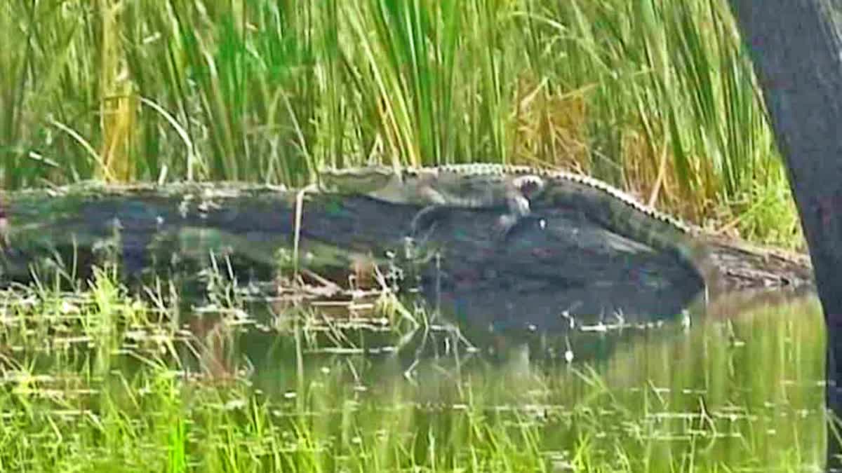 crocodile-spotted-in-jigani-lake