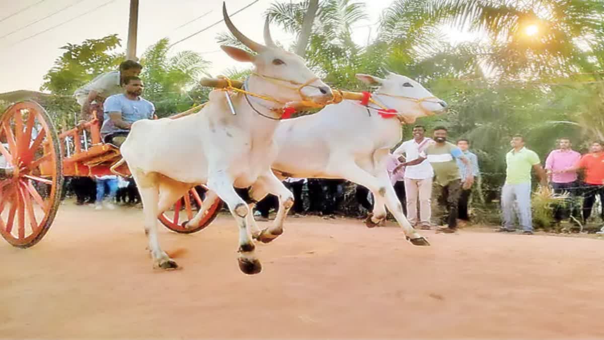 bullock cart race competition in east godavari of andhra pradesh